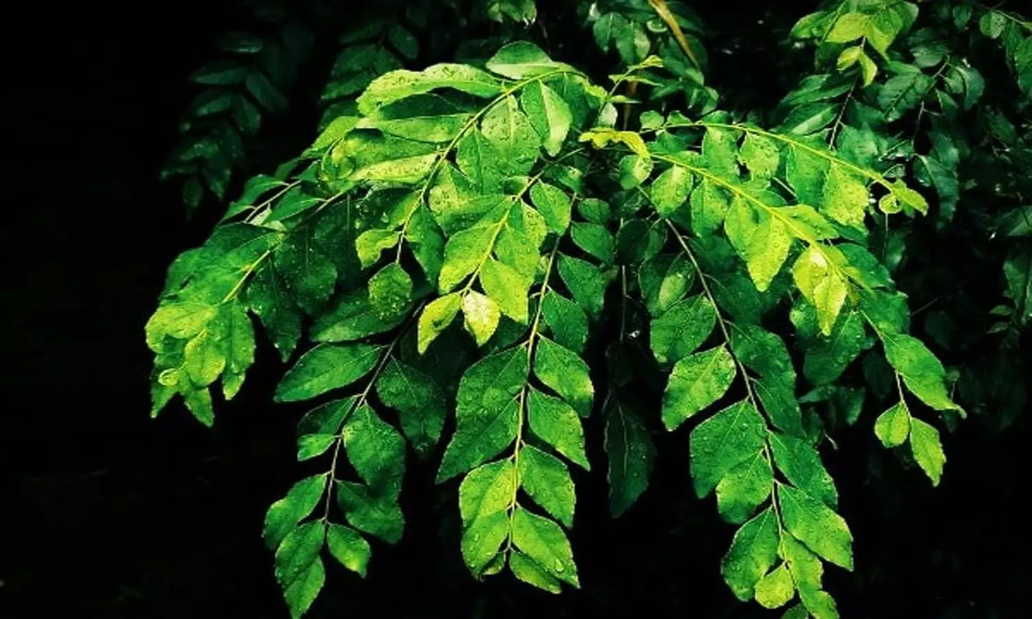 Curry Leaves Price Hike Curry Leaves Price Hike