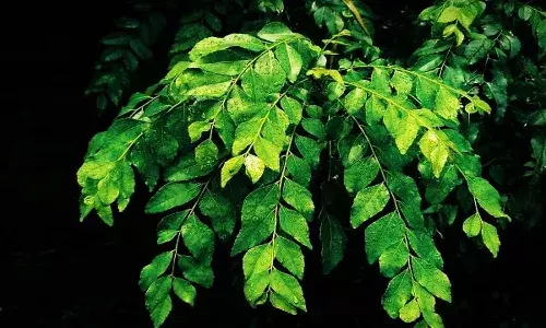 Curry Leaves Price Hike