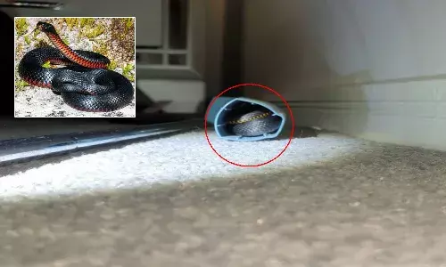 Venomous Snake Found in Asthma Inhaler