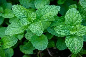 Health Benefits of Mint Health Benefits of Mint