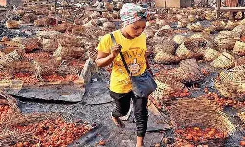 Two groups clash for tomatoes 20 killed