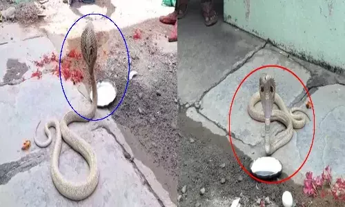 Swetha Naagu appeared on Mahashivratri