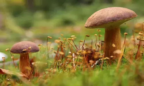 Rao Ramesh loses With Mushroom Business