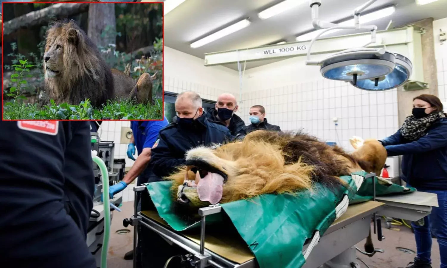 Thor the lion has a vasectomy in Dutch zoo