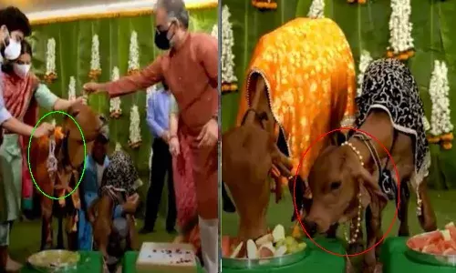 యజమాని ప్రేమ.. ఆవులకు బంగారు ఆభరణాలు.. గులాబీ పూల వర్షం