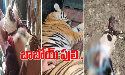 టెర్రర్.. వారం రోజుల్లో నలుగురు మనుషులను చంపేసిన పులి