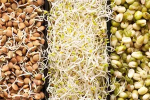 Benefits Of Sprouts Benefits Of Sprouts