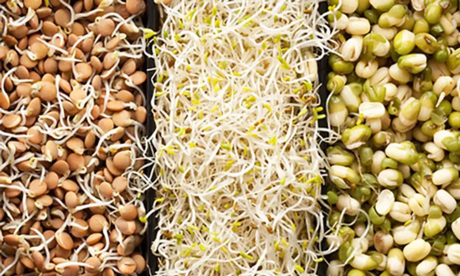 Benefits Of Sprouts