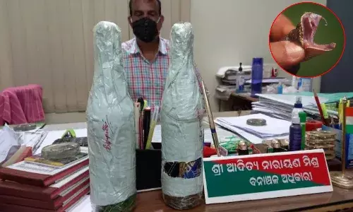 Snake Venom Worth Over rs 1 Crore Seized In Odisha