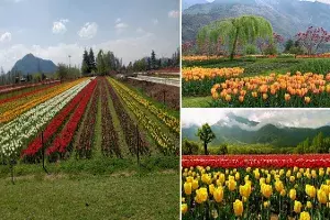 Tulip Garden Tulip Garden