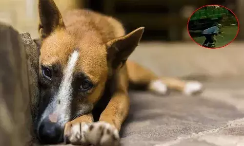 dog