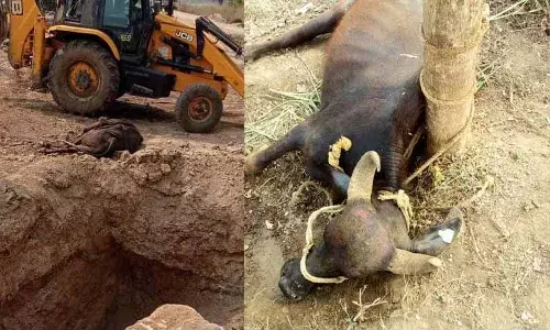 వింత వ్యాధితో పశువుల మృత్యువాత.. అజాగ్రత్త వహిస్తే..