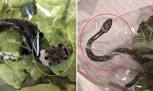 Finds Snake in lettuce bought