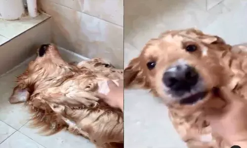 dog bath