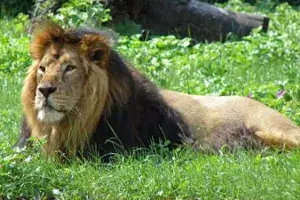 hyderaabad zoo park hyderaabad zoo park