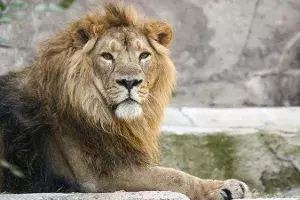 covid test for lions covid test for lions