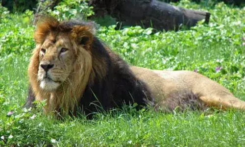 hyderaabad zoo park
