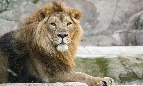 covid test for lions