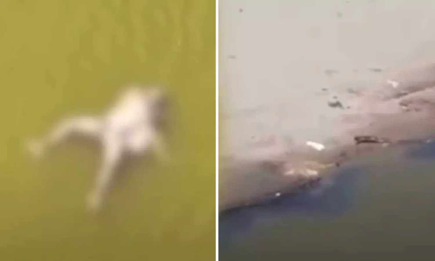 dozens of bodies floating in the Yamuna,