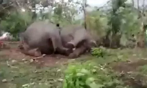 18 ఏనుగుల ప్రాణాలు తీసిన పిడుగు