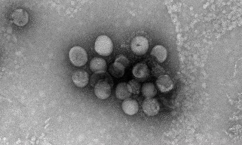 new corona variant in malasiya