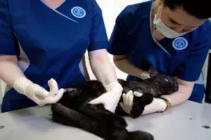covid vaccine to animals covid vaccine to animals