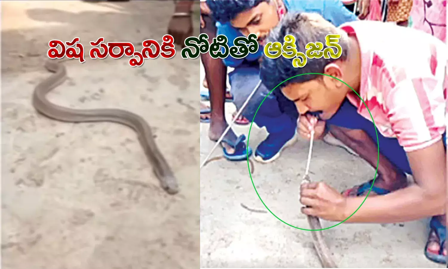 పాముకి ప్రాణం పోసిన వ్య‌క్తి..!