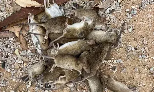 ఆస్ట్రేలియన్లను ఇబ్బంది పెడుతున్న ఎలుకలు.. భారత్ నుంచి విషం కొనుగోలు..!