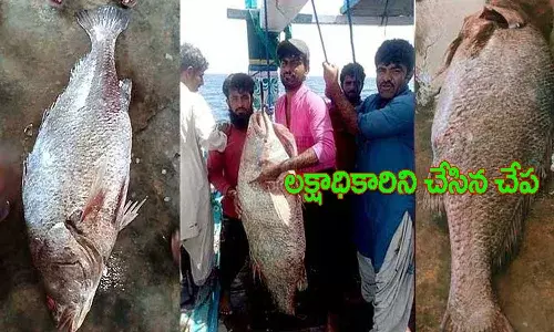 మత్స్యకారుడిని లక్షాధికారిని చేసిన చేప