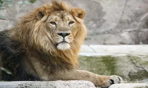 షాకింగ్.. కరోనాతో సింహం మృతి..!