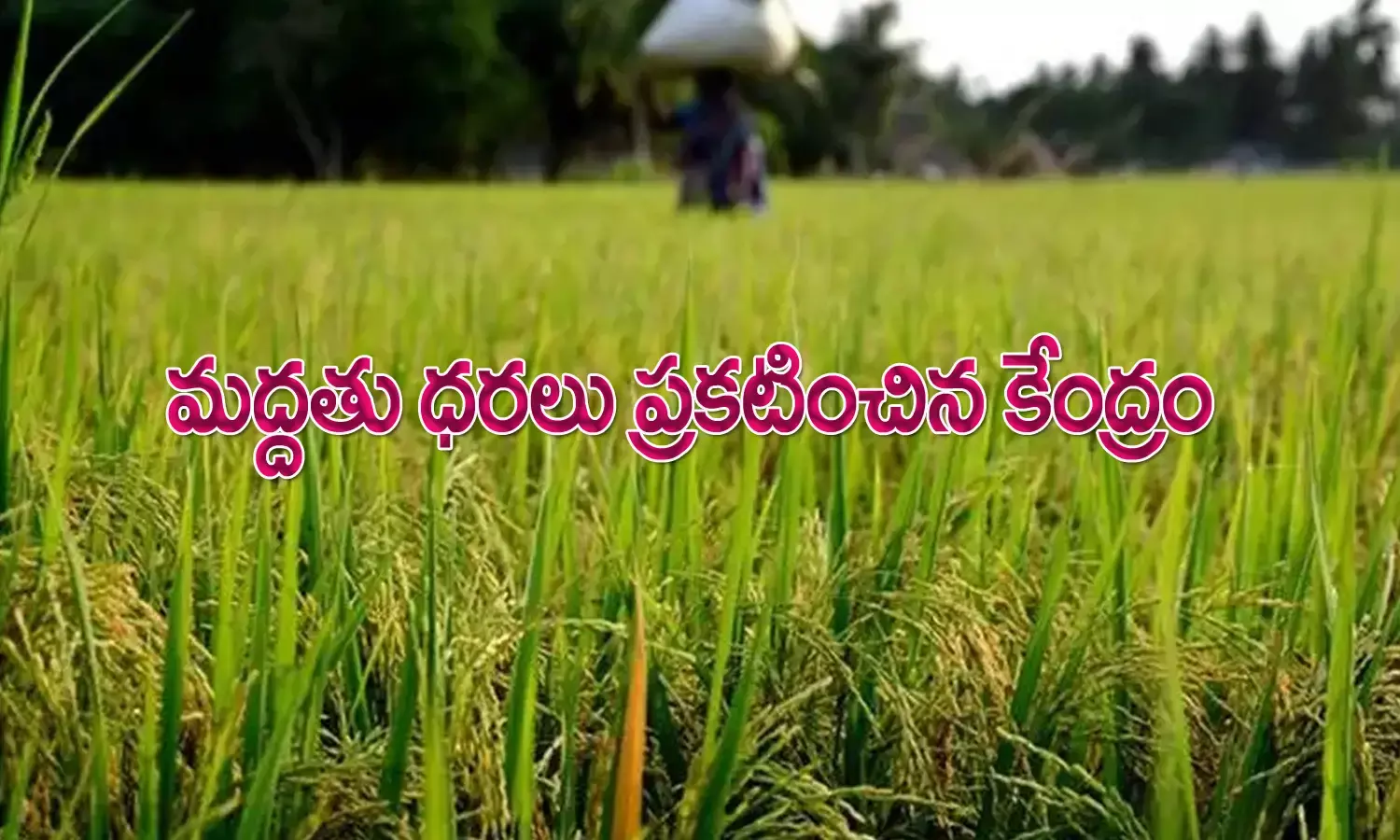 రైత‌న్న‌ల‌కు శుభ‌వార్త‌.. పంట‌ల‌కు క‌నీస మ‌ద్ద‌తు ధ‌ర‌ల పెంపు