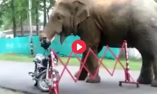 హెల్మెట్‌ను మింగేసిన గ‌జ‌రాజు.. వీడియో వైర‌ల్‌