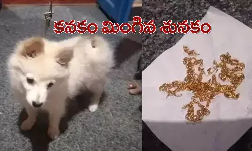 యజమానికి షాకిచ్చిన శునకం..