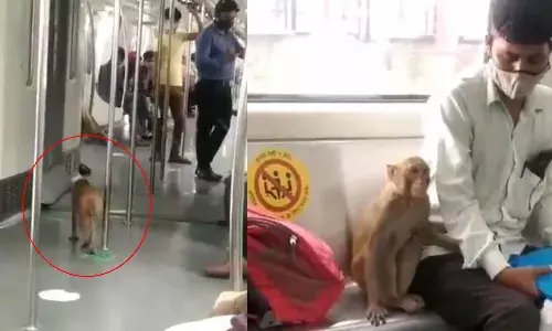 మెట్రోలో ప్రయాణించిన కోతి.. వీడియో వైరల్