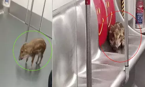 మెట్రో రైలులో అడవి పంది హల్చల్..