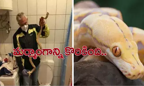 బాత్రూమ్లో కొండ చిలువ.. మర్మాంగాన్ని కొరికింది