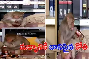 వైన్స్లోకి దూరి.. బాటిల్ మూత తెరిచి మరీ మందేసిన కోతి.. వీడియో వైరల్ వైన్స్లోకి దూరి.. బాటిల్ మూత తెరిచి మరీ మందేసిన కోతి.. వీడియో వైరల్