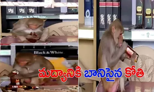 వైన్స్లోకి దూరి.. బాటిల్ మూత తెరిచి మరీ మందేసిన కోతి.. వీడియో వైరల్