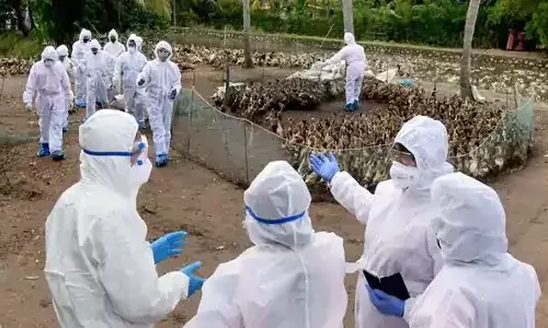 ఇండియాలో తొలి బర్డ్ఫ్లూ మరణం