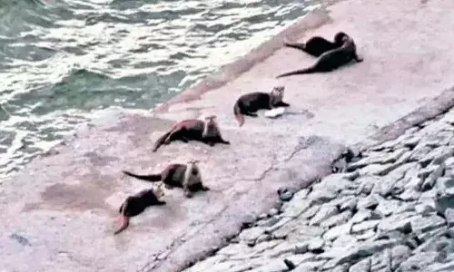 సాగ‌ర్‌ జలాశయంలో నీటి ‌కు‌క్కల సందడి