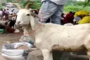 వింత గొర్రె.. ఐదు కొమ్ములతో ప్రత్యక్షం.. యుగాంతానికి సంకేతమంటున్న నెటిజన్లు వింత గొర్రె.. ఐదు కొమ్ములతో ప్రత్యక్షం.. యుగాంతానికి సంకేతమంటున్న నెటిజన్లు