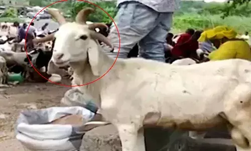 వింత గొర్రె.. ఐదు కొమ్ములతో ప్రత్యక్షం.. యుగాంతానికి సంకేతమంటున్న నెటిజన్లు