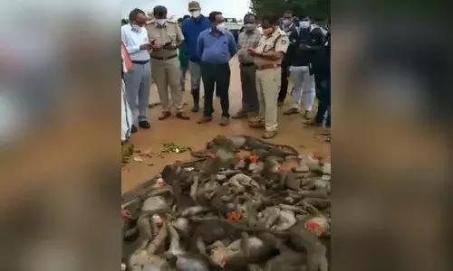 కోతుల‌కు విషం పెట్టి చంపిన మ‌నుషులు