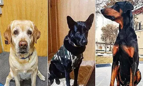 మాయ, బాబీ, రూబిలను తీసుకొచ్చేసిన భారత్