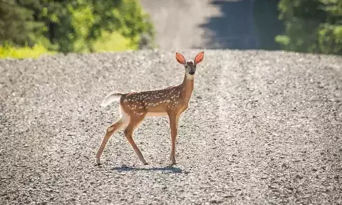 తొలిసారి జింకకు కరోనా
