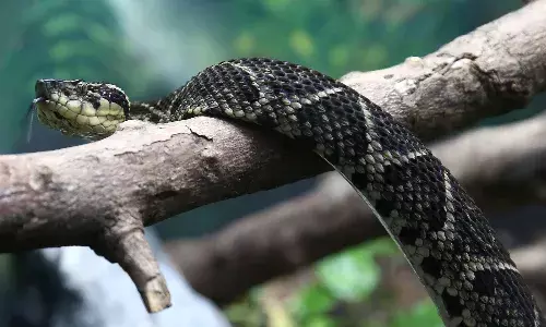 పాము విషంతో కరోనాకు మందు..?