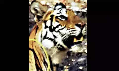 పులిని చంపి.. బండరాళ్లు కట్టి