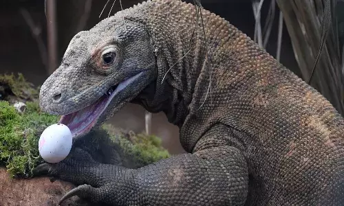 అవి కూడా అంతరించిపోతున్నాయి