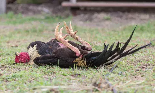 నా కోడిని కావాలనే  చంపేశారు.. పీఎస్‌లో ఫిర్యాదు