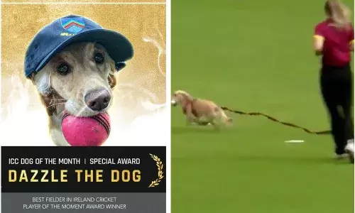 ఐసీసీ స్పెషల్ అవార్డు.. డాగ్ ఆఫ్ ది మంత్